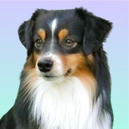 Marine - Miniature American Shepherd
