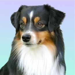 Marine - Miniature American Shepherd