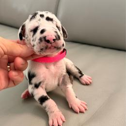 Liberty - Harlequin female Great Dane puppy in Plano, Texas from Blue Thunder Danes