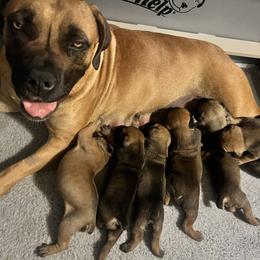 Boerboel and Staffordshire Bull Terrier Puppies from Redwood Coast Staffords & Austin Creek Boerboels