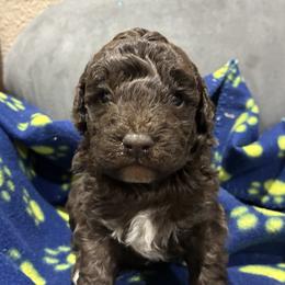 Prince - Brown and white male Aussiedoodle puppy in Oklahoma City, Oklahoma from Foneb Farm - The F1B Farm