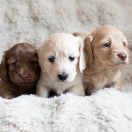 Dachshund Puppies from CTX Doxies