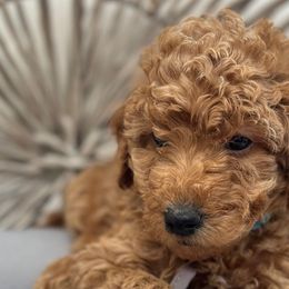 Tuscany - Poodle puppy from Lavishly Loved Pets LLC