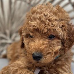Tuscany - Poodle puppy from Lavishly Loved Pets LLC