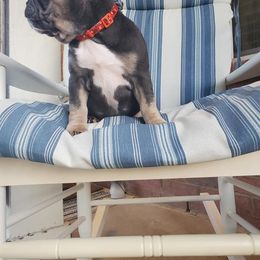 English Bulldog and French Bulldog Puppies from AdoraBull Bulldogs
