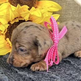 Ducky 4000 - Dapple female Dachshund puppy in Hendersonville, North Carolina from Snarky Doxy Miniature Dachshunds