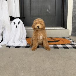 BoPeep - Apricot female Goldendoodle puppy in Salt Lake City, Utah from Sweet T Doodles