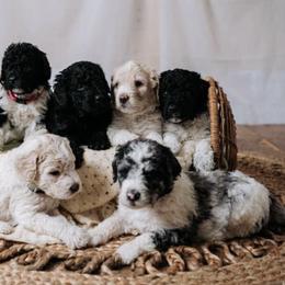 Goldendoodles from Hometown Poodles and Doodles