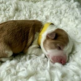 25S Yellow Collar - Gold female Border Collie puppy in Mariposa, California from Team Reeves Ranch