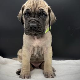 Fawn boy 3 - Fawn male Great Dane puppy in Grand Junction, Colorado from Top Brackett Danes