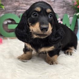 Jill - Black and cream female Dachshund puppy in Norwood, Missouri from Madra's Dashing Doxies