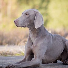 Alma - Weimaraner
