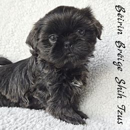 Shih Tzu Puppies from Beirin Breige Shih Tzus