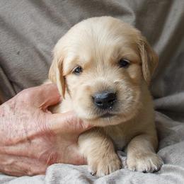 Golden Retriever Puppies from Jacqueline Sigona