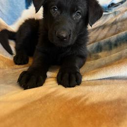 Pogo - Black female German Shepherd puppy in Jennings, Kansas from Lost Creek German Shepherds LLC
