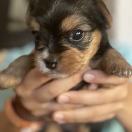 Yorkshire Terriers from Yorkie love