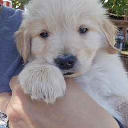 Golden Retriever Puppies from Sycamore Goldens