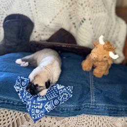 Girl 2 Oakley - Fawn female Anatolian Pyrenees puppy in Clifton, Illinois from Mcginnis Guardian Dogs