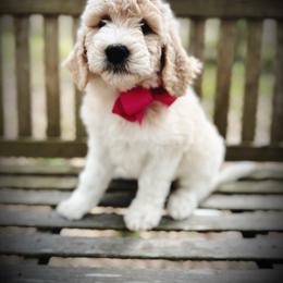 Willow- pink collar female - Parti female Goldendoodle puppy in Silsbee, Texas from Barkley Lane Doodles LLC