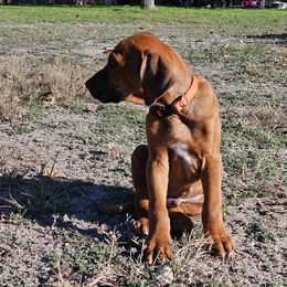 Rhodesian Ridgeback Puppies from Mafigeni Ridgebacks