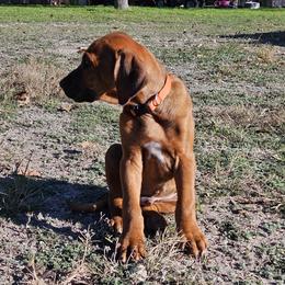 Rhodesian Ridgeback Puppies from Mafigeni Ridgebacks