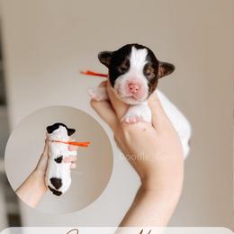 Coastal Maine - Tri-color male Australian Labradoodle puppy in Syracuse, Indiana from The Doodle Cove