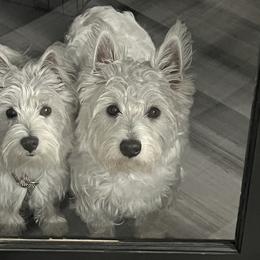 West Highland White Terriers from Red Rock Farms