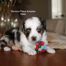 Blue male - Blue merle male Toy Australian Shepherd puppy in Chandler, Oklahoma from Parsons Place Aussies