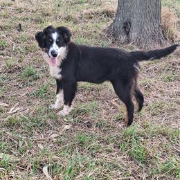Benny - Black tri male Miniature Australian Shepherd puppy in Fairview, South Dakota from Dakota Toy Aussies