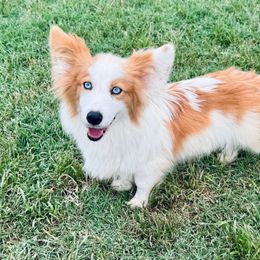 Bodhi - American Corgi