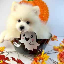 Mbappe - Cream male Pomeranian puppy in Los Angeles, Santa Clarita, California from LT_Poms
