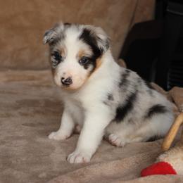 Jag - AKC Reg Blue Merle - Blue merle male Border Collie puppy in Courtland, Alabama from C Bar C Ranch Border Collies