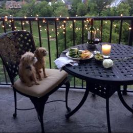 Bernese Mountain Dog and Brussels Griffon Puppies from Brooks Berner Bears