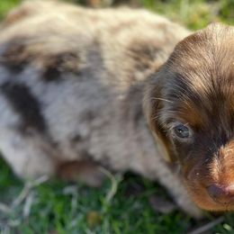 Dachshunds from LaDonna Miller's Dachshunds