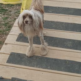 Teddy - Chinese Crested