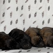 Bouvier des Flandres Puppies from Mathes Bouvier des Flandres