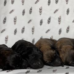 Bouvier des Flandres Puppies from Mathes Bouvier des Flandres
