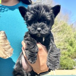 Yorkshire Terriers from Colorful Yorkies of Long Island