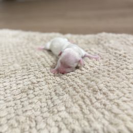 Piebald ee - Cream female Dachshund puppy in Crestview, Florida from Neverending Dachies