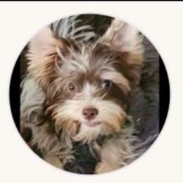 Rylee - Chocolate, tan and white female Yorkshire Terrier puppy in White Pigeon, Michigan from Kathys Yorkie and Shih-tzu Cuties