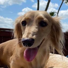 Dachshunds from Dream A Dream Dachshunds