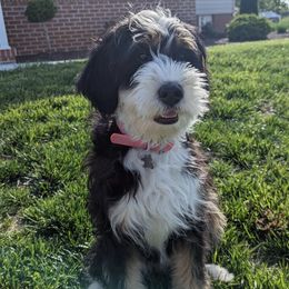 Juneau - Bernedoodle