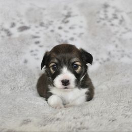 Belly (fluffy) - Sable female Pembroke Welsh Corgi puppy in Goliad, Texas from Rogers’ Fluffy Butt Corgis