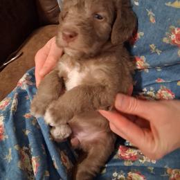 Sandy girl 1 - Sandy female Bedlington Terrier puppy in Staten Island, New York from Arkada Sirene Kennel