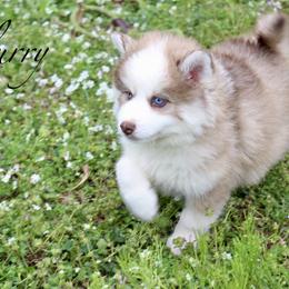 Flurry - Chocolate male Pomsky puppy in Murfreesboro, Tennessee from Middle Tennessee Pomskies