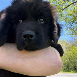 Jolly - Black male Newfoundland puppy in Saukville, Wisconsin from Crossroads Canines ~ Newfoundland Dogs