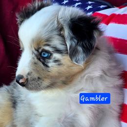 Gambler - Blue merle male Miniature Australian Shepherd puppy in Powell Butte, Oregon from Willow Lane Ranch