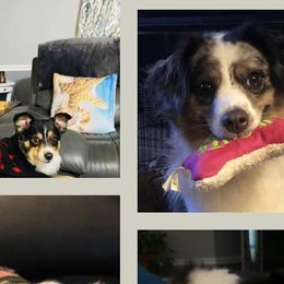 Miniature Australian Shepherds and Toy Australian Shepherds from Lowery’s Little Aussies