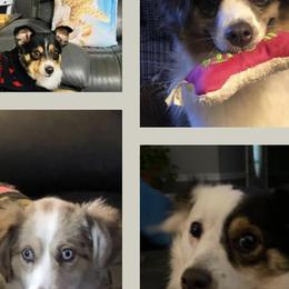 Miniature Australian Shepherds and Toy Australian Shepherds from Lowery’s Little Aussies