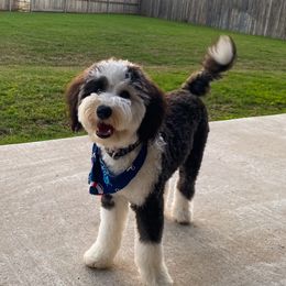 Aussiedoodles, Bernedoodles, Goldendoodles, Irish Doodles, and Sheepadoodles from Little Fur Friends